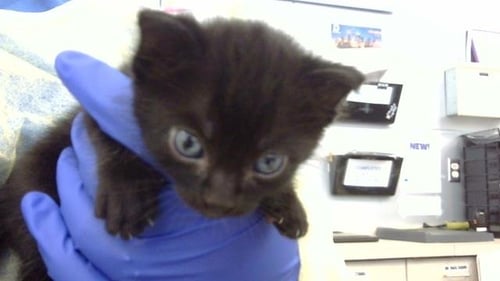 ROBIN - Domestic Medium Hair available for adoption