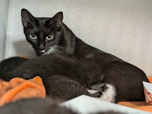 JAZZY - Domestic Short Hair available for adoption
