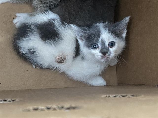 NALA Image