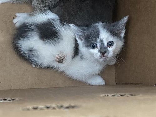 NALA - Domestic Short Hair available for adoption