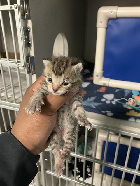 MANGO - Domestic Short Hair available for adoption