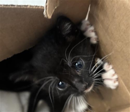 HUNTER - Domestic Short Hair available for adoption