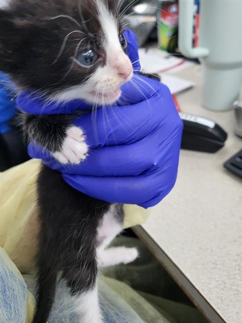 MELON - Domestic Long Hair available for adoption