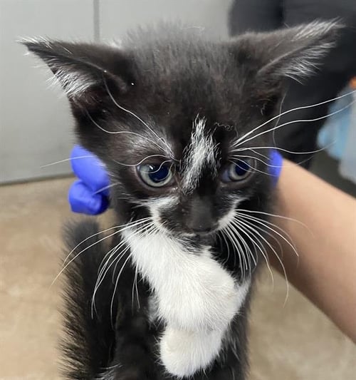 TRUE - Domestic Short Hair available for adoption