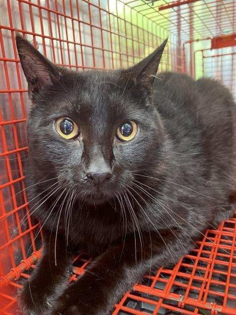 DAVID - Domestic Short Hair available for adoption