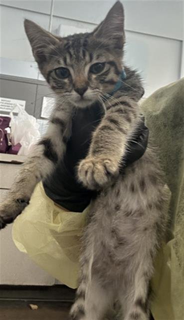 DON - Domestic Short Hair available for adoption