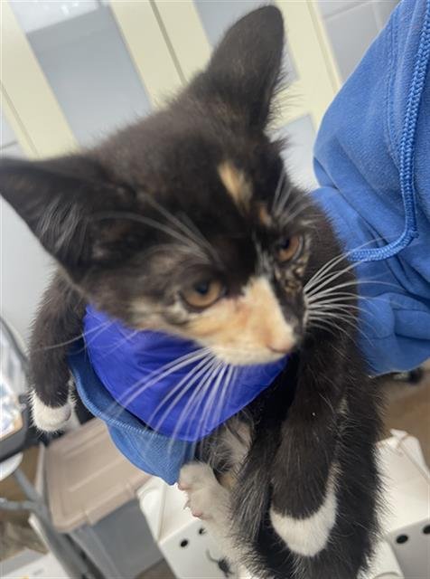 KIKI - Domestic Short Hair available for adoption