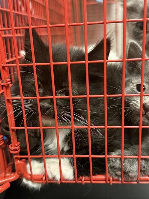 ALEX - Domestic Short Hair available for adoption