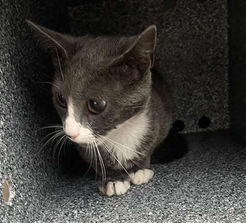 TIMBER - Domestic Short Hair available for adoption