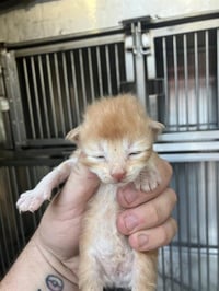 KITTEN 5 - Photo 1