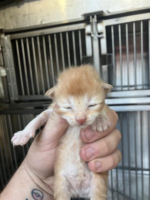 KITTEN 5 - Domestic Medium Hair available for adoption