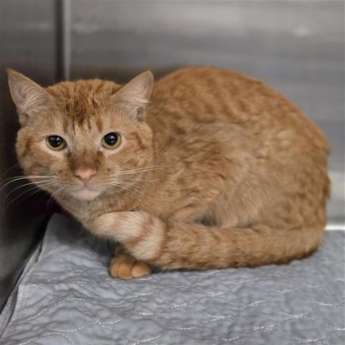 TOMMY - Domestic Short Hair available for adoption