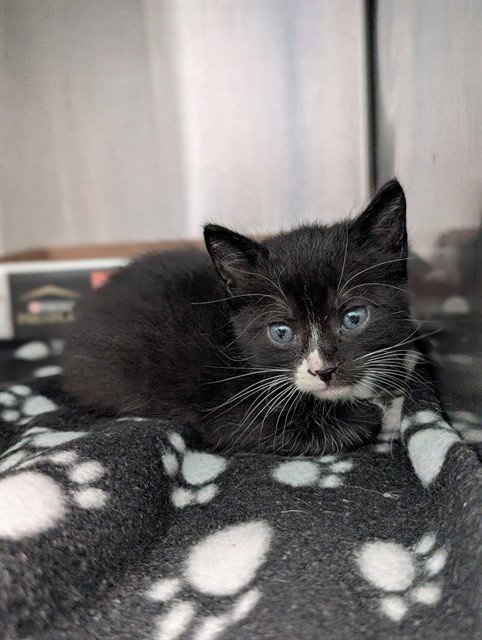 MORRISA - Domestic Medium Hair available for adoption