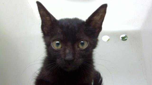 SYLVESTER Image