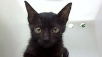 SYLVESTER - Photo 1