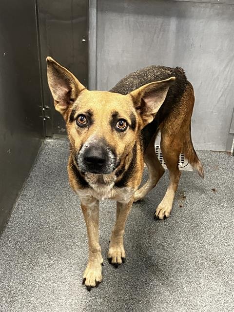 OSO - German Shepherd Dog available for adoption