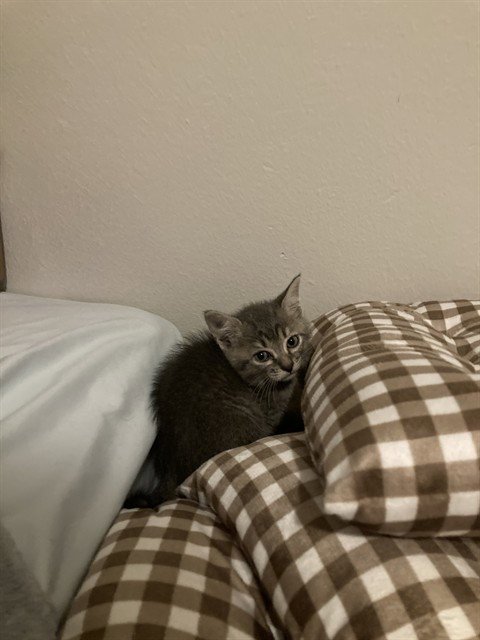 BUFFY - Domestic Short Hair available for adoption