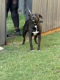 BENJI - Photo 1