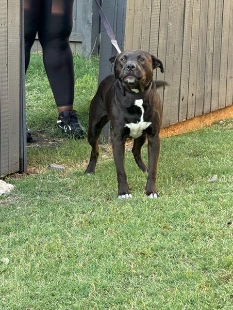 BENJI - Pit Bull Terrier available for adoption
