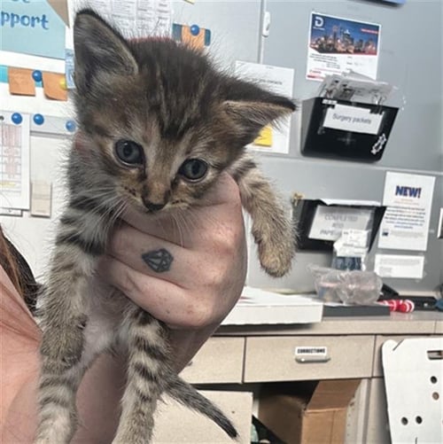 CHIPPY - Domestic Short Hair available for adoption