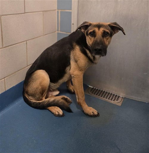 FOX - German Shepherd Dog available for adoption