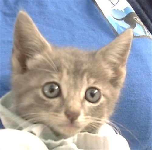 BP - Domestic Short Hair available for adoption