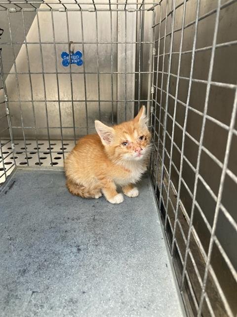 CHESSIE Image