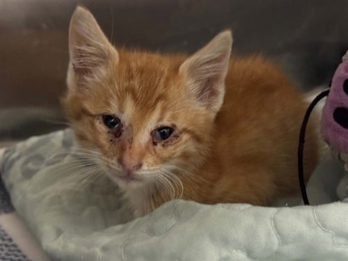 CHESSIE - Domestic Short Hair available for adoption