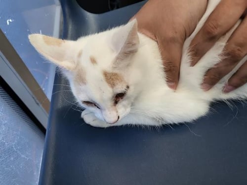 ANASTASIA - Domestic Long Hair available for adoption