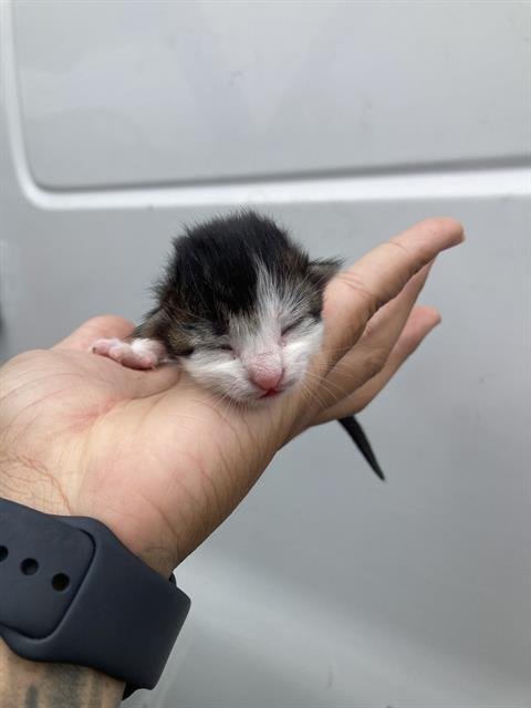 APPLE - Domestic Short Hair available for adoption