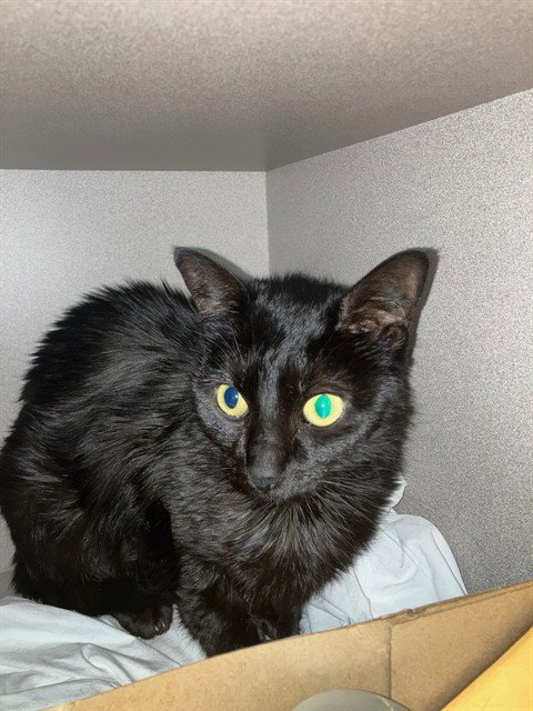 ISOLDE - Domestic Short Hair available for adoption