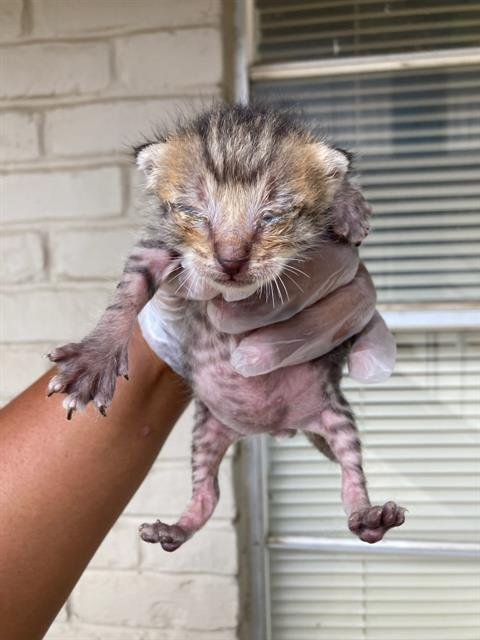 CUTIE - Domestic Short Hair for adoption in Irving