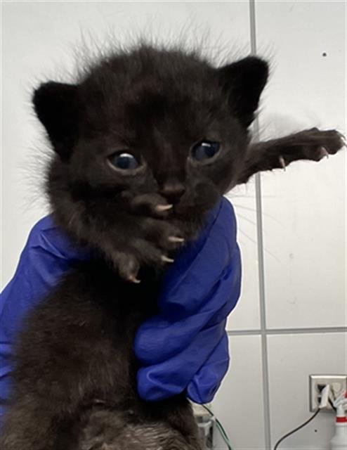 RANGER - Domestic Short Hair available for adoption