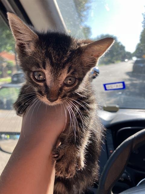 MR HAM SANDWICH - Domestic Short Hair available for adoption