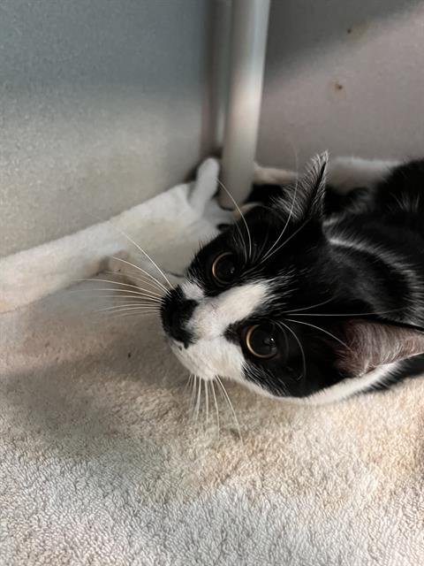 MOMMA - Domestic Short Hair available for adoption