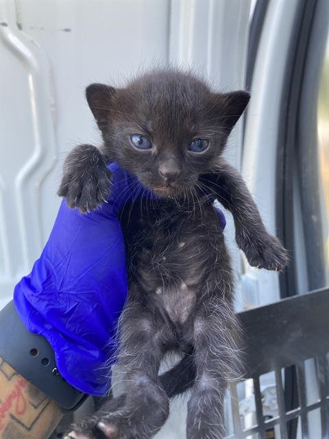 ECLIPSE - Domestic Short Hair available for adoption