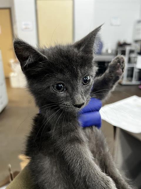 SQUID - Domestic Medium Hair available for adoption