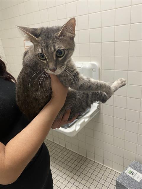 LINDA - Domestic Short Hair available for adoption