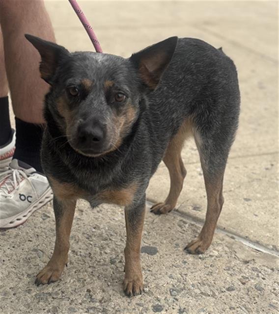 LENA - Australian Cattle Dog/Blue Heeler available for adoption
