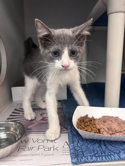 STORMY - Domestic Short Hair available for adoption