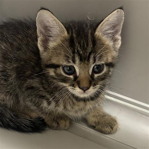 LUCAS - Domestic Short Hair available for adoption