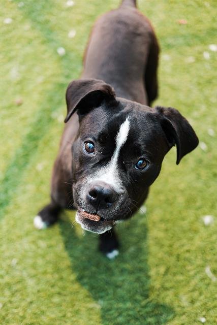 MAX - Boxer available for adoption