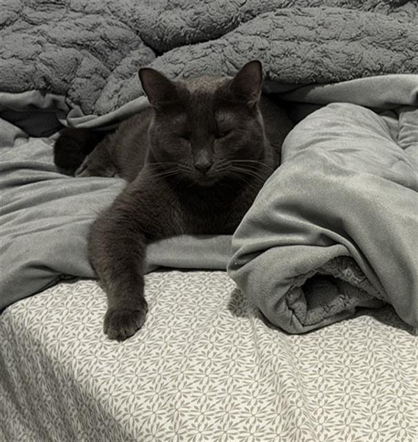 CHLOE Image