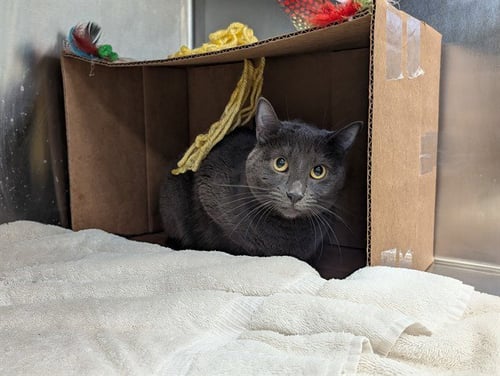 CHLOE - Domestic Short Hair available for adoption