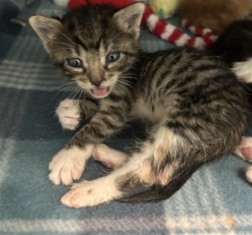 JULY - Domestic Short Hair available for adoption