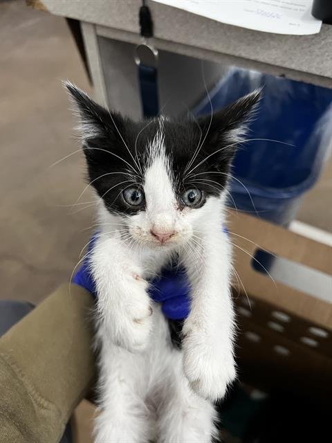 RUST - Domestic Medium Hair available for adoption