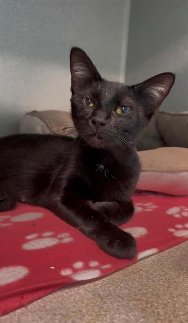 SIERRA - Domestic Short Hair available for adoption