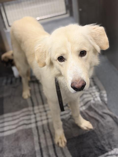 JOE - Great Pyrenees available for adoption