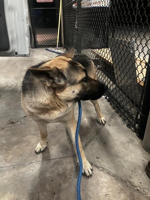 SASHA - German Shepherd Dog available for adoption