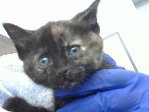 TUNA - Domestic Long Hair available for adoption